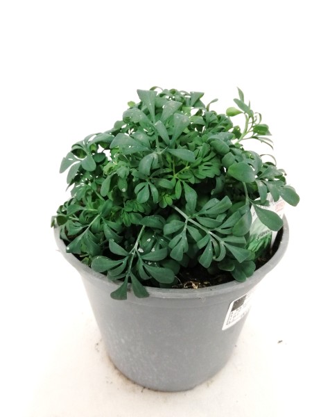 Gartenraute, Busch 14/20 cm Gewürze PP-Nr.: IT-07-0526