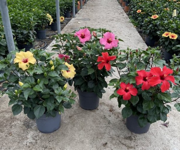 Hibiscus , Busch 27/60 cm rosa sinensis PP-Nr.: IT-16BT0373