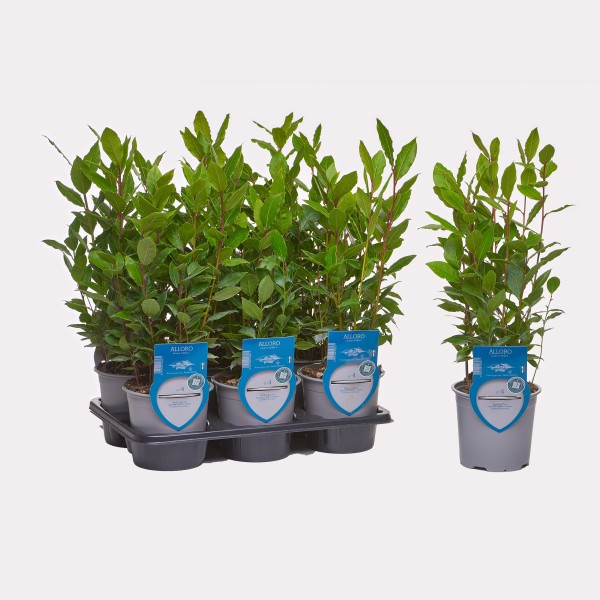 Lorbeer, Busch 13/20 cm "AROMA RISERVA"® mit DEKO-Stecketikett PP-Nr.: IT-07-0248