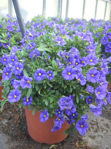 Solanum, Busch 35/80 cm rantonnettii - Enzianstrauch PP-Nr.: IT-07-0526