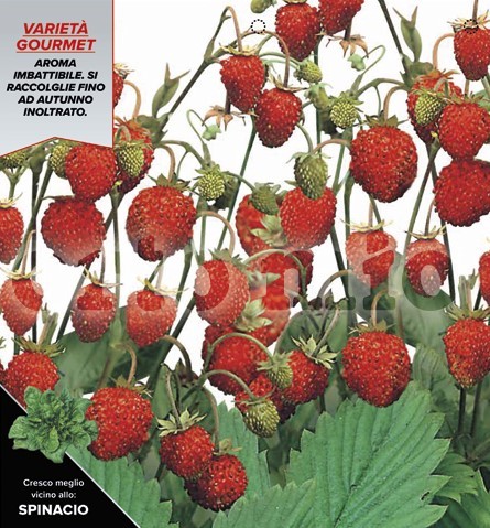 Erdbeeren , 6er Tasse cm Walderdbeere, Sorte Regina desse Valli PP-Nr.: IT-08-1868
