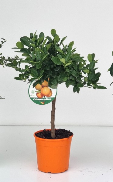 Citrus, Mini-Stamm 19/70 cm Madurensis - Calamondin PP-Nr.: IT-19-1627