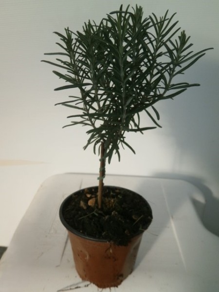 Rosmarin, Stamm 10/30 cm officinalis Gewürze PP-Nr.: IT-07-0526