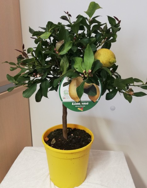 Citrus, Mini-Stamm 22/80 cm Limon - Zitrone PP-Nr.: IT-19-1627