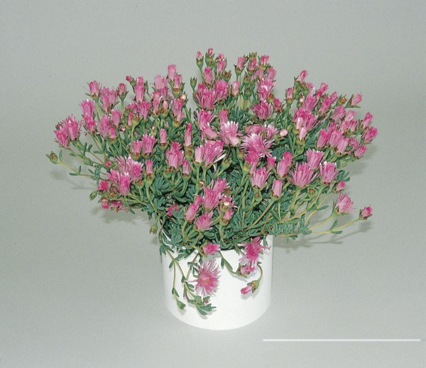 Mesembryanthemum, Busch 14/25 cm Mittagsblume PP-Nr.: IT-07-0526