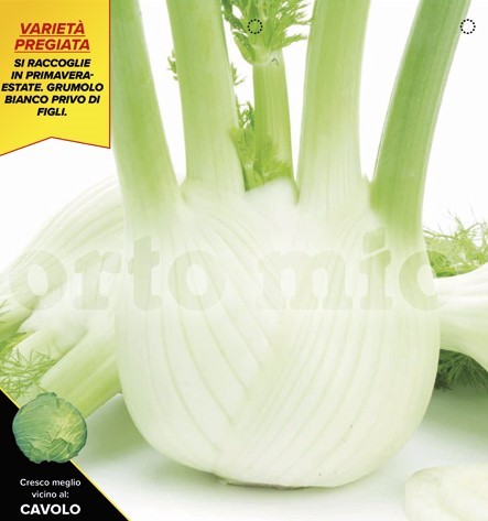 Fenchel, 9er Tasse cm Früher Fenchel, Sorte Bellotto (F1) PP-Nr.: IT-08-1868