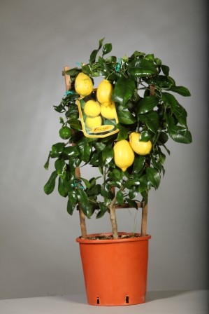 Citrus, Spalier 20/80 cm Limon - Zitrone PP-Nr.: IT-19-1880