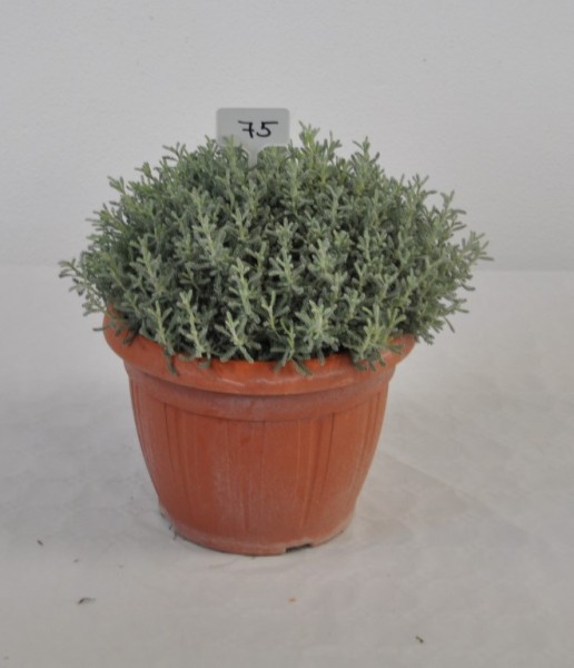 Santolina, Busch 18/40 cm "Heiligenkraut" Gewürze PP-Nr.: IT-07-0526