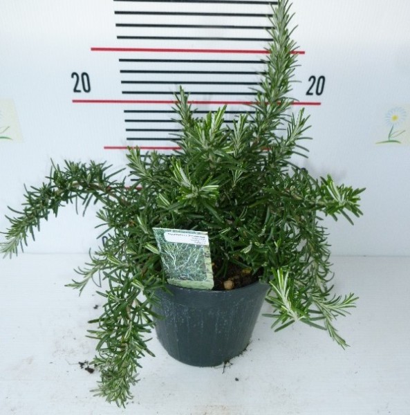 Rosmarin, Busch 18/40 cm prostratus Gewürze PP-Nr.: IT-07-0526