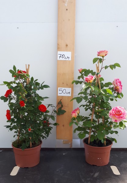 Rosen, Pyramide 18/70 cm Kletterrosen PP-Nr.: IT-07-0526