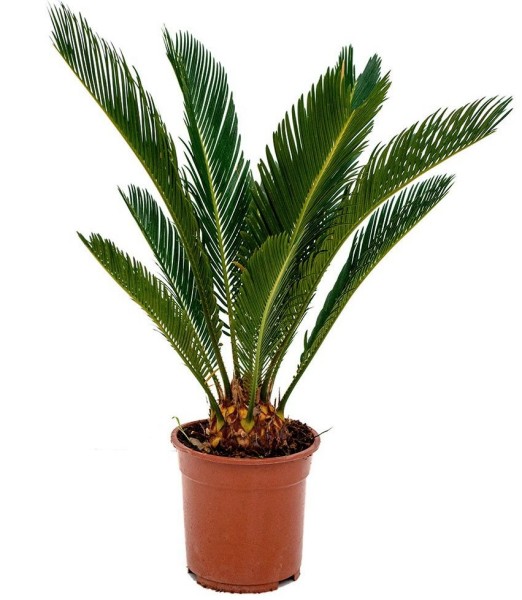 Cycas, Busch 18/55 cm revoluta weißer Topf PP-Nr.: IT-19-0066