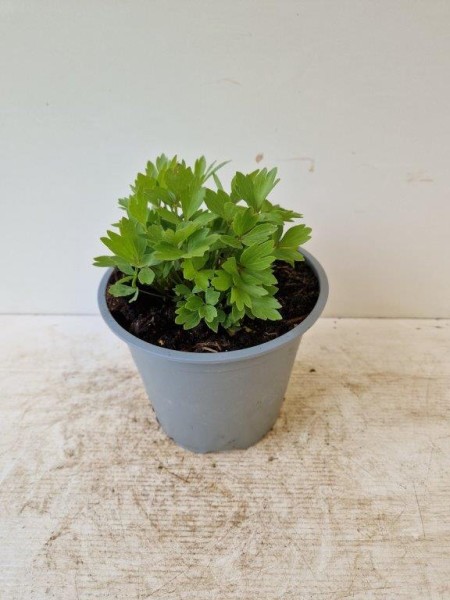 Liebstöckel Maggikraut 14/30 cm Levisticum officinalis PP-Nr.: IT-07-0526
