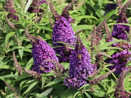 Buddleja, 14 cm Little Rockstars PP-Nr.: DE-NI-115639