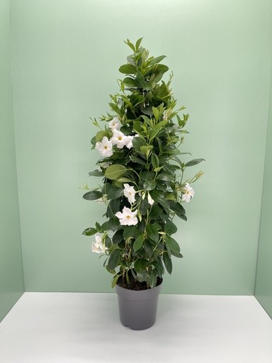Dipladenia, Pyramide 21/110 cm WEISS PP-Nr.: IT-16BT0373