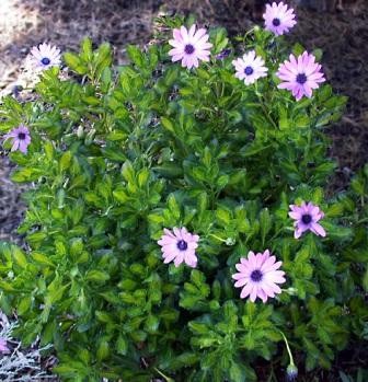 Osteospermum, Busch 14/30 cm Kapmargerite PP-Nr.: IT-07-0526