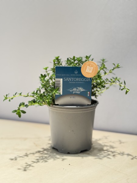 Bohnenkraut, Busch 9 cm "AROMA RISERVA"® PP-Nr.: IT-07-0248