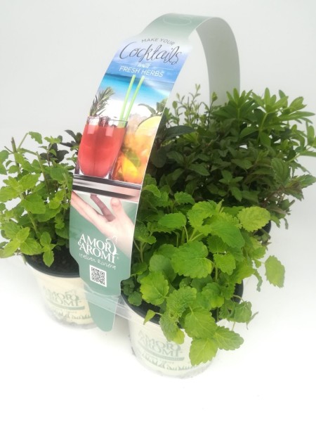 "Aromi e Amore", Busch 10/15 cm Cocktail" 6er Pack Gewürze PP-Nr.: IT-07-0526