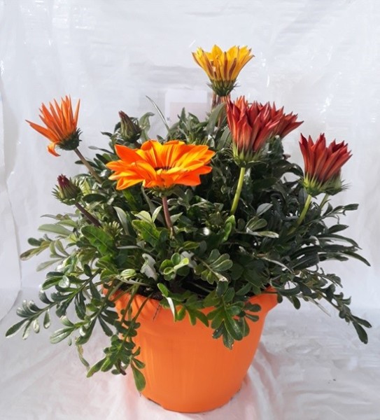 Euryops, Busch 18/50 cm pectinatus - Strauchmargerite PP-Nr.: IT-07-0526