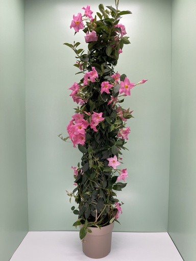 Dipladenia, Pyramide 27/160 cm ROSA PP-Nr.: IT-16BT0373