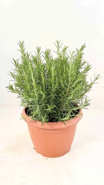 Rosmarin, Busch 25/60 cm officinalis Gewürze PP-Nr.: IT-07-0526