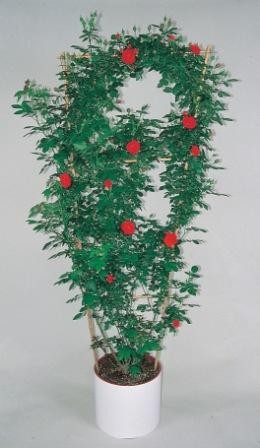 Rosen, Spalier 30/180 cm Kletterrosen PP-Nr.: IT-07-0526