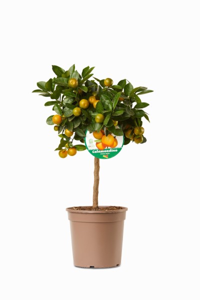Citrus, Mini-Stamm 22/80 cm Mitis - Calamondin PP-Nr.: IT-19-1627