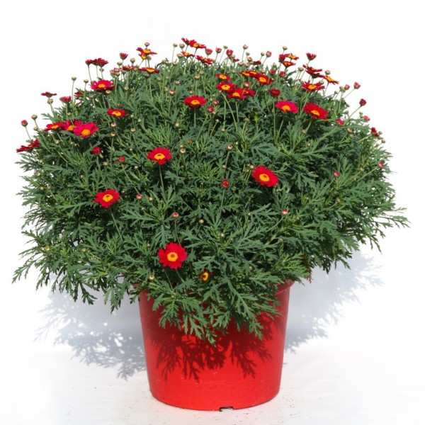 Margeriten, Busch 35/75 cm rot roter Topf PP-Nr.: IT-07-0526