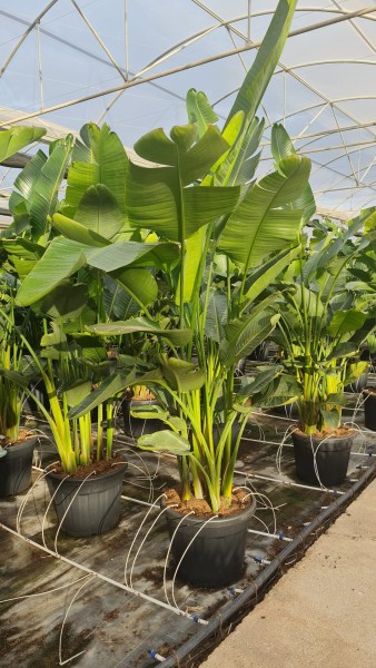 Stelizia Nicolei 6 Pflanzen, Busch 70 LT/220 cm PP-Nr.: ES-17-46/1610