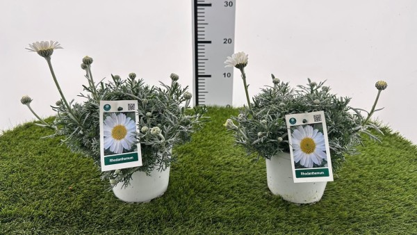 Rhodanthemum, Busch 14/25 cm casablanca PP-Nr.: IT-16-0165