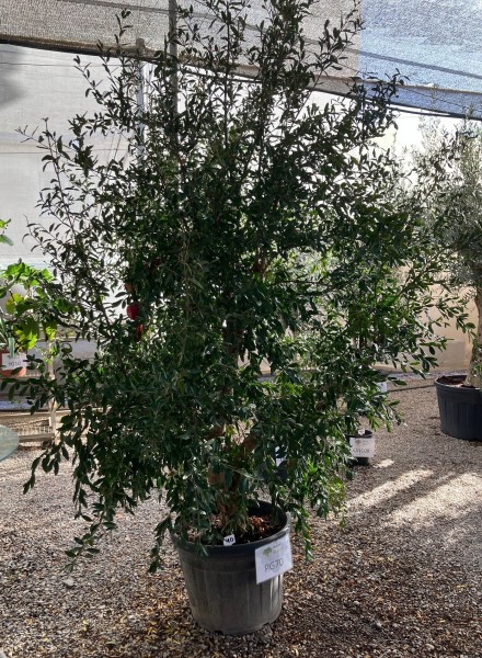 Punica Granatum (PG70), Stamm 70 Lt./220 cm PP-Nr.: ES-17-46/1610