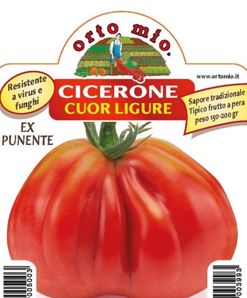 Tomaten, 10/20 cm ligurische Herztomate, Sorte Cicerone (F1); resistent gegen TSWV-Virus PP-Nr.: