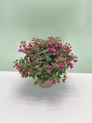 Fuchsia, Busch 17/40 cm hybrida PP-Nr.: IT-16BT0373