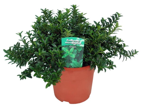 Euonymus, Busch 17/25 cm microphylla - grün PP-Nr.: ES-17-46/1519