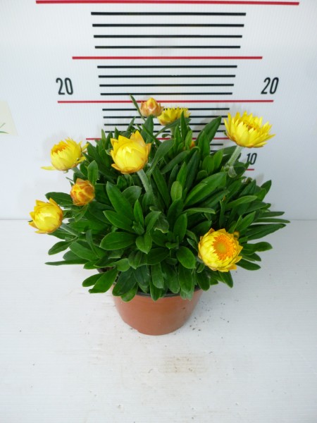Helichrysum, Busch 14/30 cm bracteatum - Strohblume PP-Nr.: IT-07-0526