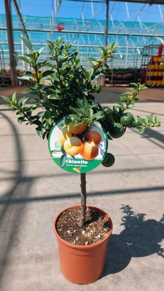 Citrus, Mini-Stamm 19/70 cm Myrtifolia - Chinotto PP-Nr.: IT-19-1627