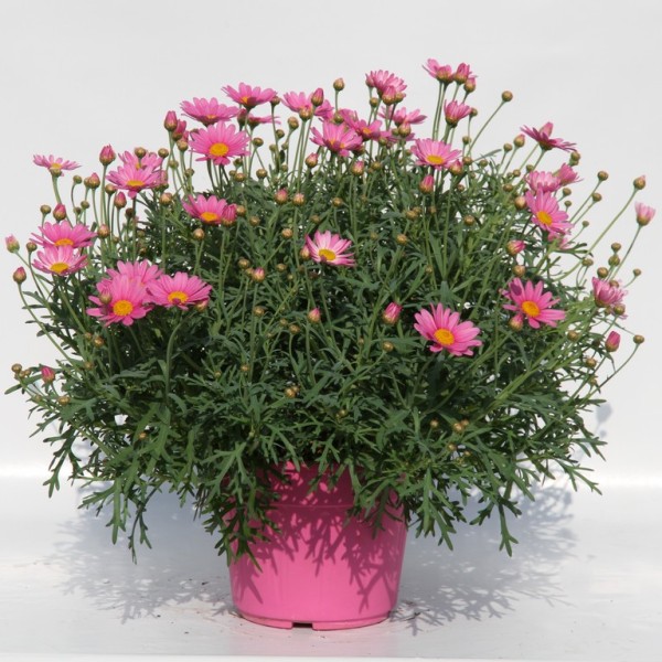 Margeriten, Busch 18/50 cm rosa PP-Nr.: IT-07-0526