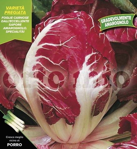 Radicchio, 9er Tasse cm Roter Veroner, Sorte Cologna Tardivo PP-Nr.: IT-08-1868