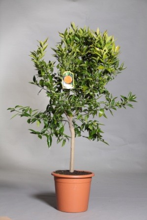 Citrus, Stamm 35/160 cm Clementina - Clementinen PP-Nr.: IT-19-1880