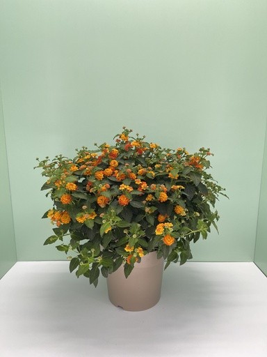 Lantana, Busch 27/60 cm camara - orange PP-Nr.: IT-16BT0373