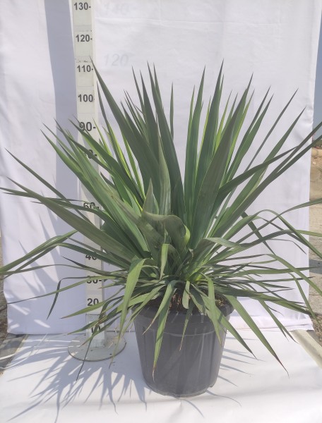 Yucca Gloriosa , Busch 30 LT/100 cm PP-Nr.: ES-17-46/1610