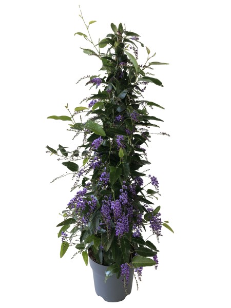 Hardenbergia, Pyramide 17/70 cm PP-Nr.: ES 14 30 3185