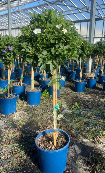 Solanum, Stamm 18/80 cm jasminoides - Sommerjasmin PP-Nr.: IT-07-0526