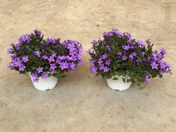 Campanula, Busch 14/20 cm catharina PP-Nr.: IT-16-0165