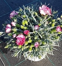 Dianthus, Busch 14/30 cm caryophyllus "Menorca" PP-Nr.: IT-07-0526