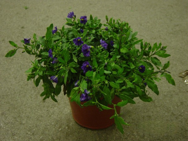 Solanum, Busch 25/60 cm rantonnettii - Enzianstrauch PP-Nr.: IT-07-0526