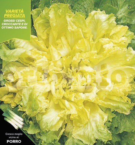 Endivien Salat, 9er Tasse cm ortolanischer Riese, Sorte Torino PP-Nr.: IT-08-1868