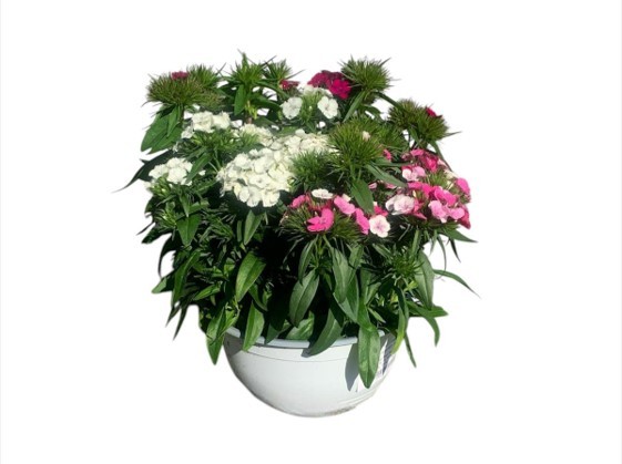 Sommertrio, 23 cm Triamore Schale PP-Nr.: DE-NI-115639