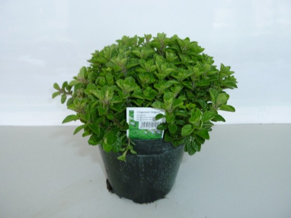 Oregano, Busch 14/20 cm Gewürze PP-Nr.: IT-07-0526