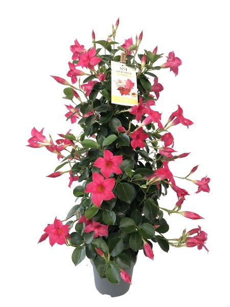 Dipladenia, Pyramide 17/60 cm PP-Nr.: ES 14 30 3185