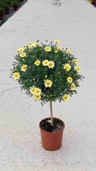 Margeriten, Stamm 18/80 cm gelb PP-Nr.: IT-07-0526